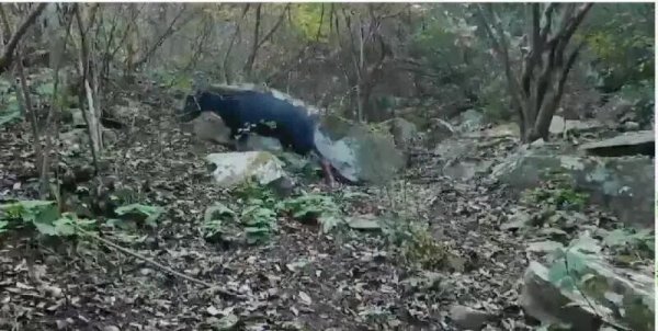 悦倍网 黄山风景区疑现不明野生动物，是猞猁？是云豹？还是……