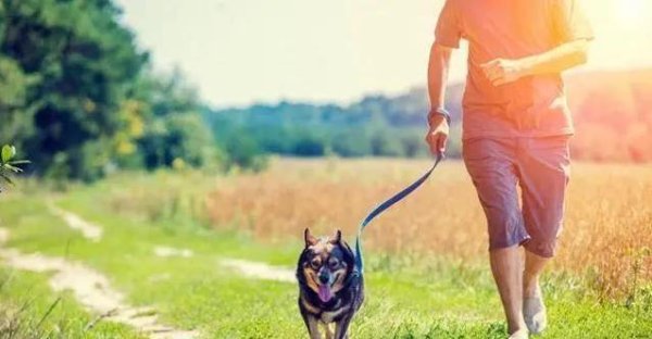 天猫配资端 主人每天逼狗绕路桩，狗狗突然跳桩抗议，结局太暖心