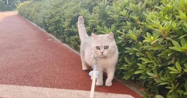 海纳策略 遛狗火爆遛猫冷清，猫咪不愿出门的秘密在哪？
