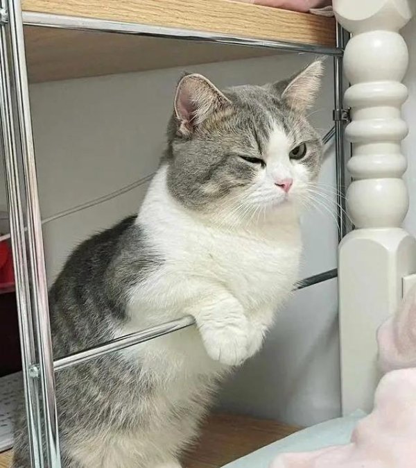 点点盈 猫咪壮崽离家出走急坏全家，悬赏3000找它，却发现它蹲我家门口